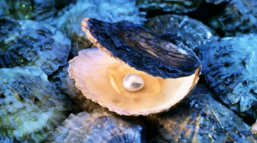 OYSTER